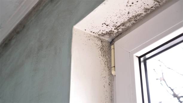 Best Toxic Mold Removal  in Santa Fe, TX