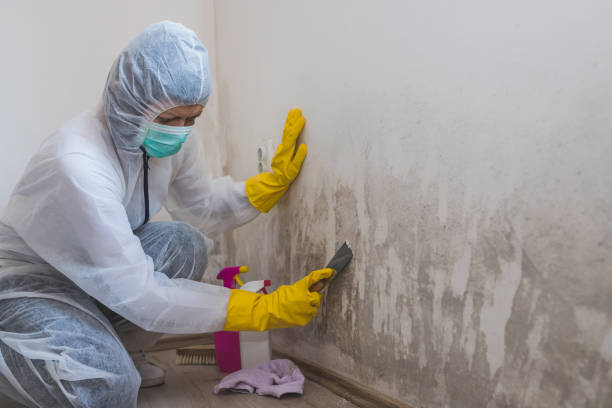 Best Commercial Mold Removal  in Santa Fe, TX