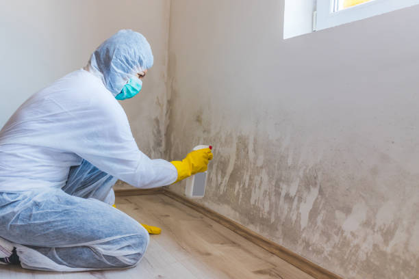 Professional Mold Removal in Santa Fe, TX