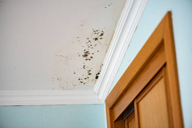 Best Certified Mold Removal  in Santa Fe, TX