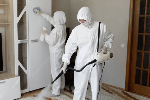 Best Black Mold Removal  in Santa Fe, TX