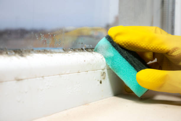 Mold Removal and Inspection in Santa Fe, TX