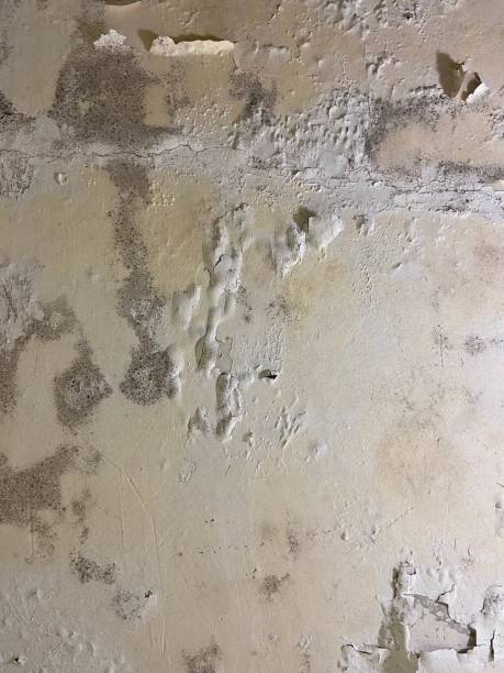 Best Mold Testing  in Santa Fe, TX