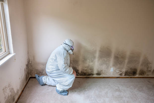 Best Professional Mold Removal  in Santa Fe, TX