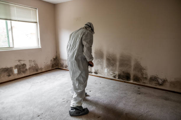 Best Same-Day Mold Removal  in Santa Fe, TX