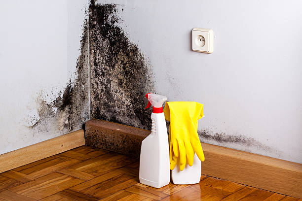 Attic Mold Removal in Santa Fe, TX