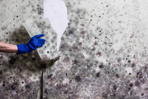 Best Affordable Mold Removal  in Santa Fe, TX