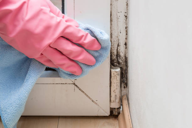 Best Office Mold Removal Services  in Santa Fe, TX