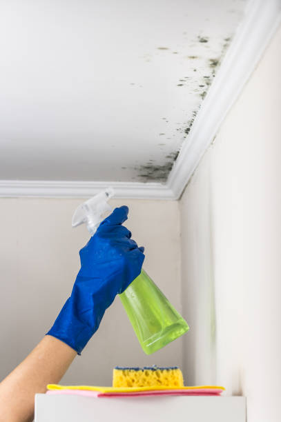 Best Mold Removal and Inspection  in Santa Fe, TX